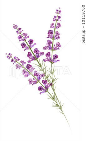 Lavender. Watercolor drawing. Vector 10119760