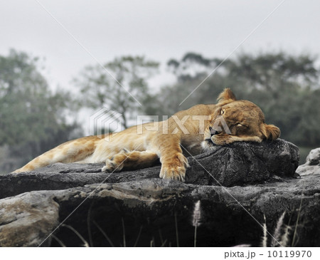 Female Lion Female Lion 10119970