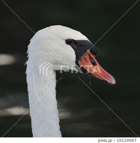 Swan Portrait 10120007