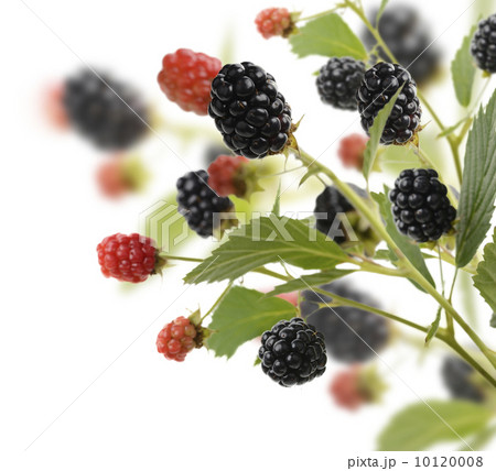 Fresh Blackberries 10120008