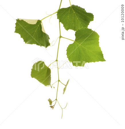 Grape Vine 10120009