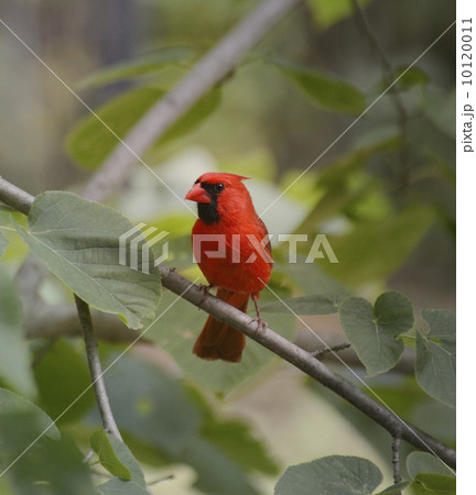 Cardinal Bird 10120011