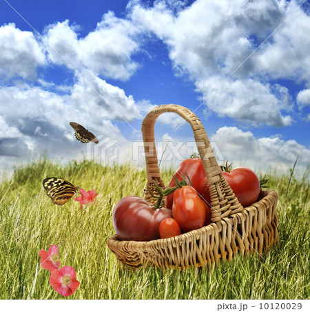 Fresh Tomatoes 10120029