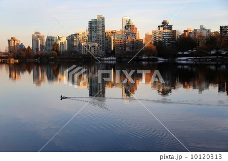 湖面に映るバンクーバーダウンタウンの夕焼けとカモ-Duck and sunset of downtown Vancouver reflected in the Lost Lagoon 10120313