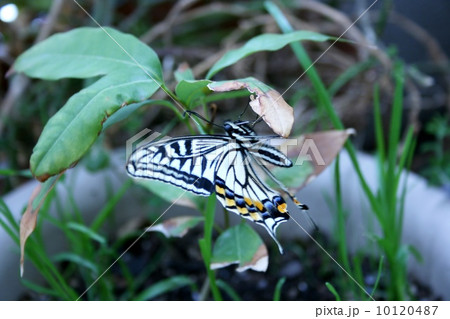 アゲハチョウ 10120487
