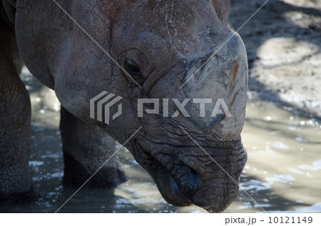 インドサイ インドサイ 10121149