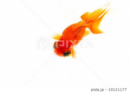和・夏イメージ~金魚~ 和・夏イメージ~金魚~ 10121177