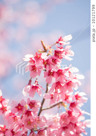 ピンクのサクラ 10121799