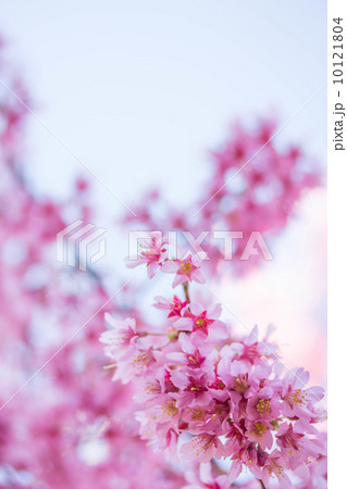 ピンク色満開 10121804