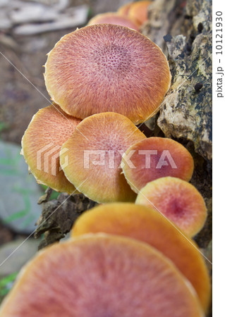 mushrooms growing on a live tree in the forest mushrooms growing on a live tree in the forest 10121930
