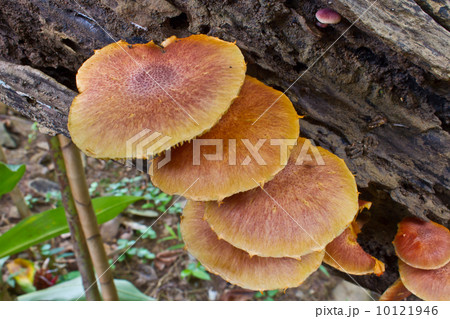 mushrooms growing on a live tree in the forest mushrooms growing on a live tree in the forest 10121946