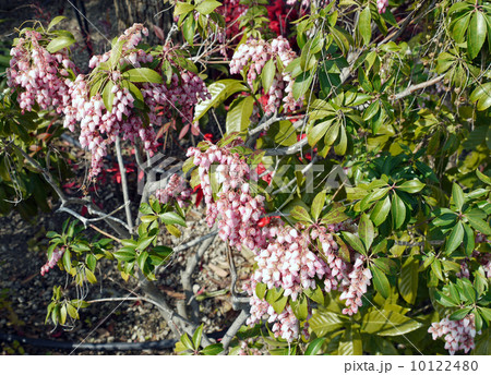 紅馬酔木 10122480