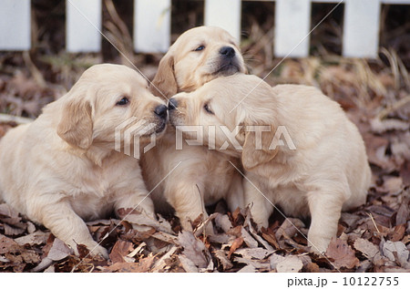 白い柵の前のゴールデンレトリバーの子犬の写真素材