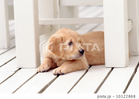 白いデッキの上のゴールデンレトリバーの子犬の写真素材