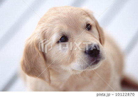 白いデッキの上のゴールデンレトリバーの子犬の写真素材