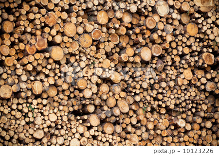 Pile of wood Pile of wood 10123226
