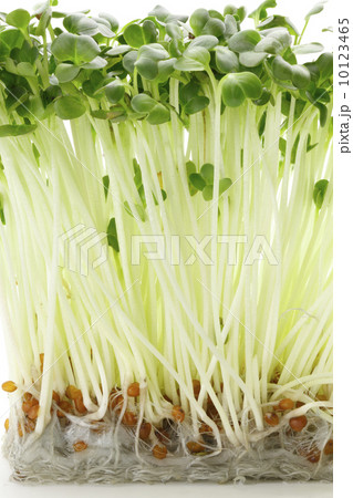 かいわれ大根 10123465