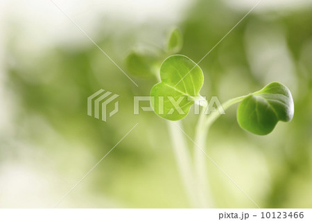 かいわれ大根 かいわれ大根 10123466