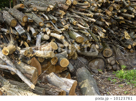 firewoods 10123761