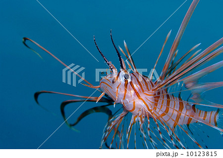 ハナミノカサゴ 10123815