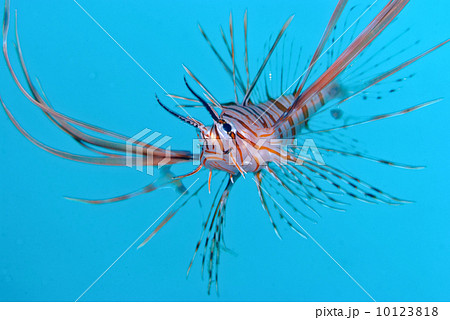 ハナミノカサゴ 10123818