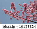 上野の蓮池の陽光桜 10123824