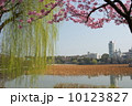 上野の蓮池の陽光桜と新緑の柳 10123827