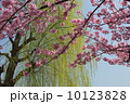 上野の蓮池の陽光桜と新緑の柳 10123828