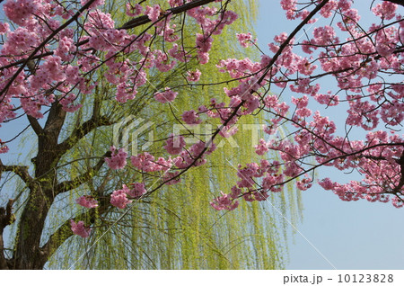 上野の蓮池の陽光桜と新緑の柳 10123828