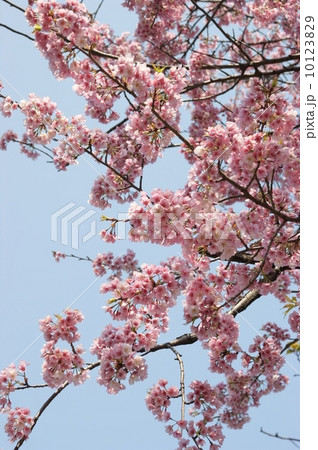 上野公園の早咲き満開桜 上野公園の早咲き満開桜 10123829