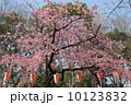 上野公園の早咲き満開桜 10123832