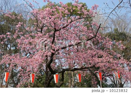 上野公園の早咲き満開桜 上野公園の早咲き満開桜 10123832