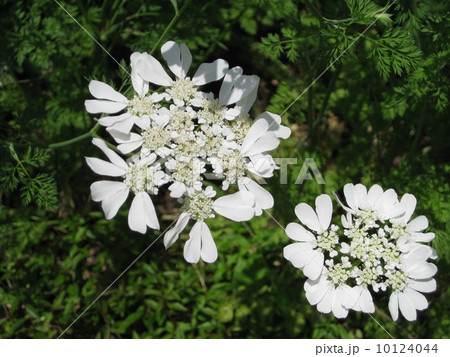 オルラヤ　グランディ　フロラ 10124044