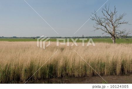 Panorama polder (Eemnes, the Netherlands) Panorama polder (Eemnes, the Netherlands) 10124305