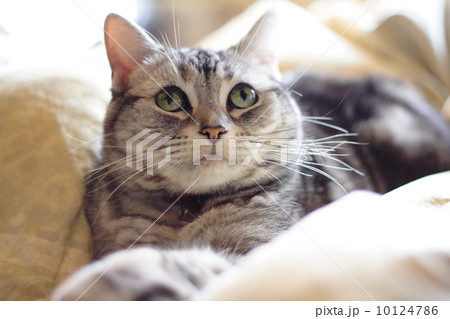 昼下がりの猫 昼下がりの猫 10124786