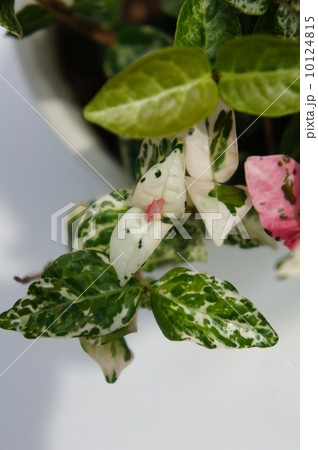 ハツユキカズラ 10124815