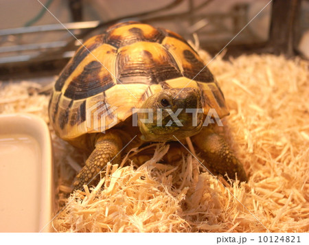 Turtle1 10124821