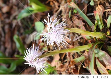 ショウジョウバカマ ショウジョウバカマ 10124964