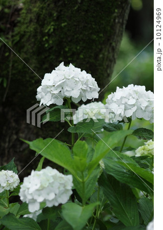 白い紫陽花 10124969