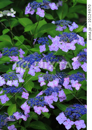 紫のがく紫陽花 10124970