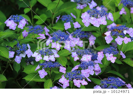 紫のがく紫陽花 紫のがく紫陽花 10124971