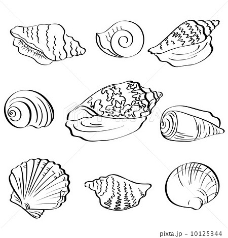 Set Seashells Outlineのイラスト素材