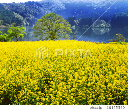 北竜湖　菜の花畑 10125540