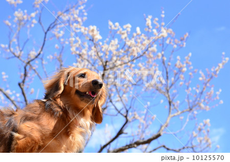 春だね♪ 春だね♪ 10125570