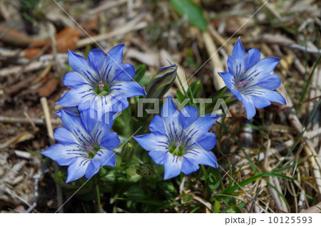 タテヤマリンドウ(御在所岳) タテヤマリンドウ(御在所岳) 10125593