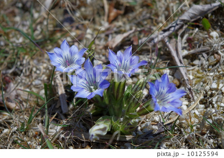 タテヤマリンドウ(御在所岳) タテヤマリンドウ(御在所岳) 10125594