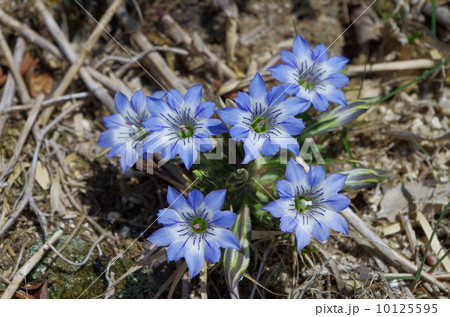 タテヤマリンドウ(御在所岳) 10125595