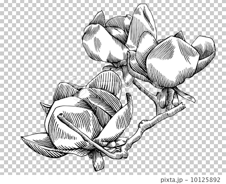 Flowering Branch of Magnolia 10125892