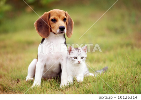 ビーグルと仔猫 ビーグルと仔猫 10126314