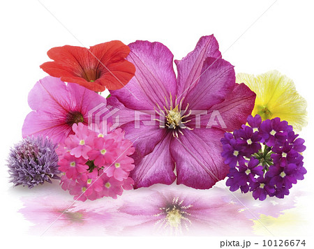 Fresh Flowers Fresh Flowers 10126674